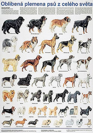 Tiskanica Plakát - Oblíbená plemena psů z celého světa 