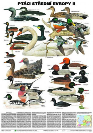 Carte Plakát - Ptáci střední Evropy 2. díl 