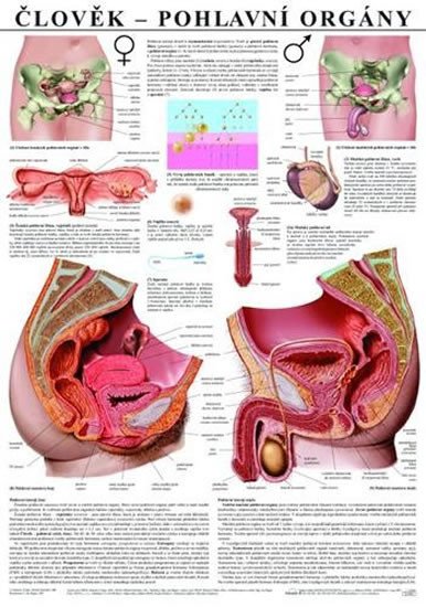 Książka Plakát - Člověk - Pohlavní orgány 
