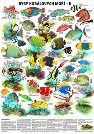 Kniha Plakát - Ryby korálových moří 2. díl 