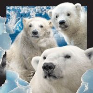 Papírszerek Magnes 3D - Niedźwiedzie polarne 