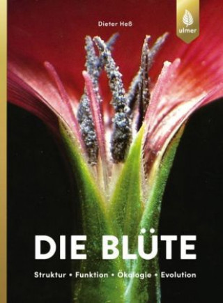 Kniha Die Blüte Dieter Heß