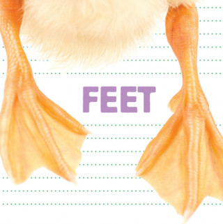 Libro Feet Flowerpot Press