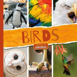 Kniha Birds Robin Twiddy