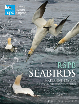 Kniha RSPB Seabirds TAYLOR MARIANNE