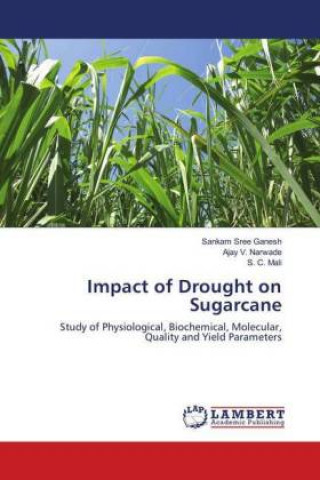 Knjiga Impact of Drought on Sugarcane Sankam Sree Ganesh