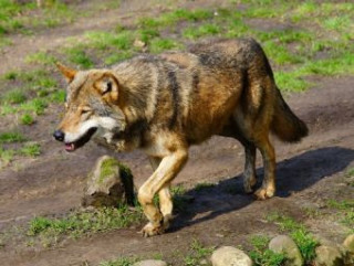 Igra/Igrača Wolf - 500 Teile (Puzzle) 