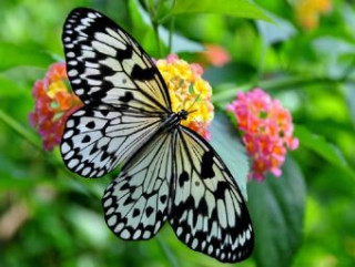 Igra/Igrača Schmetterling - 500 Teile (Puzzle) 