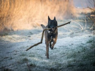 Game/Toy Belgischer Schäferhund - 500 Teile (Puzzle) 