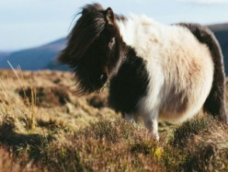 Játék Shetland Island Pony - 1.000 Teile (Puzzle) 