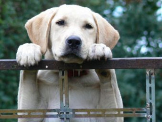 Igra/Igrača Labrador - 500 Teile (Puzzle) 