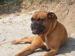 Spel/speelgoed Boxer - 1.000 Teile (Puzzle) 