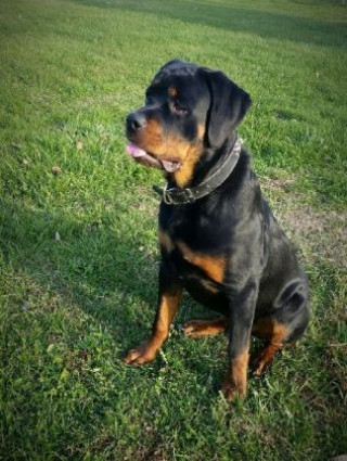Spel/speelgoed Rottweiler - 500 Teile (Puzzle) 