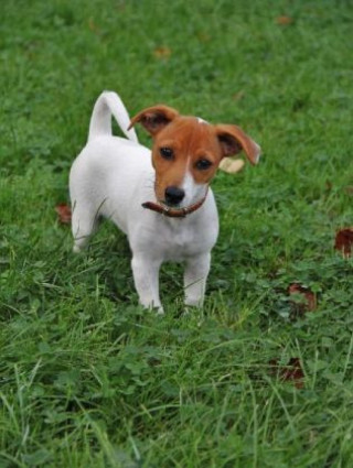 Spiel/Spielzeug Jack Russell Terrier - 1.000 Teile (Puzzle) 