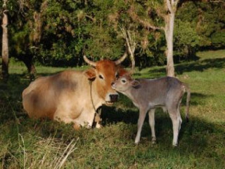 Játék Kuh mit Kalb - 1.000 Teile (Puzzle) 