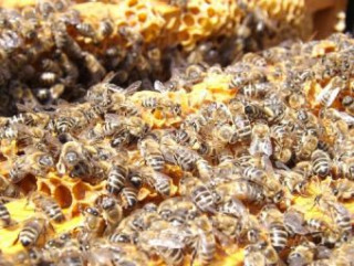 Spel/speelgoed Bienen - 500 Teile (Puzzle) 