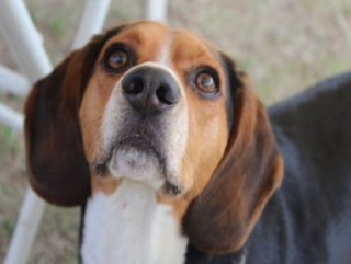 Spel/speelgoed Beagle - 500 Teile (Puzzle) 