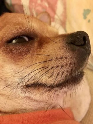 Spel/speelgoed Chihuahua - 1.000 Teile (Puzzle) 