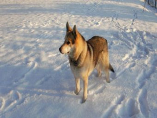 Igra/Igrača Wolf - 500 Teile (Puzzle) 