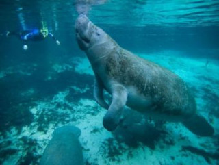 Gra/Zabawka Manatee - 1.000 Teile (Puzzle) 