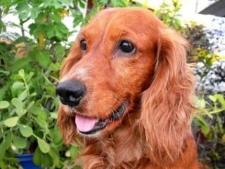 Igra/Igrača Cocker Spaniel - 500 Teile (Puzzle) 