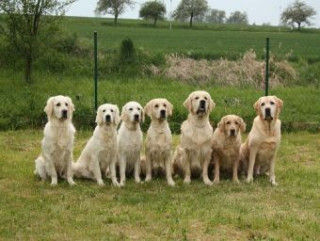 Gra/Zabawka Golden Retriever - 1.000 Teile (Puzzle) 