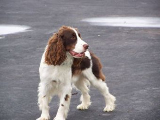 Hra/Hračka English Springer Spaniel - 500 Teile (Puzzle) 