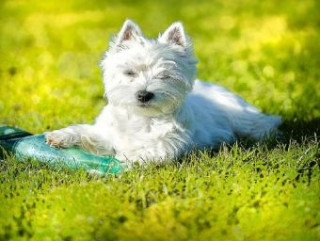 Gioco/giocattolo West Highland White Terrier - 500 Teile (Puzzle) 