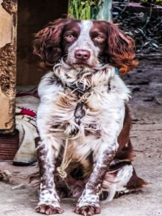 Igra/Igračka Springer Spaniel - 500 Teile (Puzzle) 