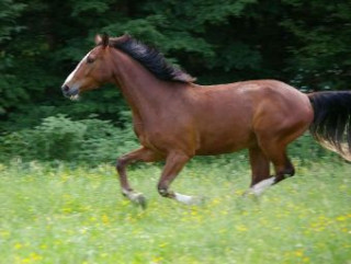 Játék Pferd im Galopp - 1.000 Teile (Puzzle) 