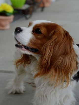 Joc / Jucărie Cavalier King Charles Spaniel - 500 Teile (Puzzle) 