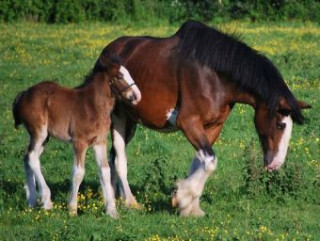 Spiel/Spielzeug Clydesdale Horse - 1.000 Teile (Puzzle) 