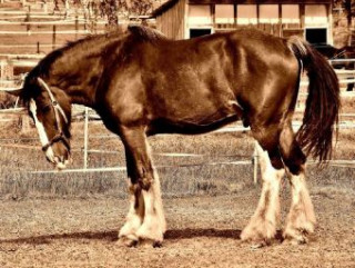Igra/Igrača Shire Horse - 1.000 Teile (Puzzle) 