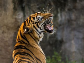 Hra/Hračka Tiger - 1.000 Teile (Puzzle) 
