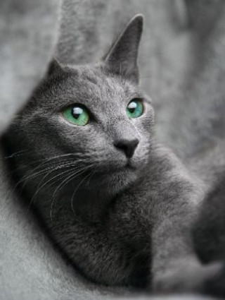 Igra/Igrača Katze - 500 Teile (Puzzle) 