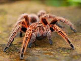 Igra/Igrača Spinne - 1.000 Teile (Puzzle) 