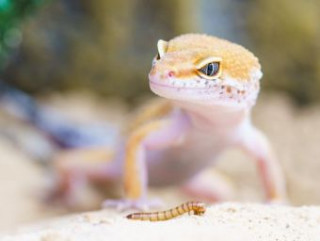 Igra/Igrača Gecko - 500 Teile (Puzzle) 