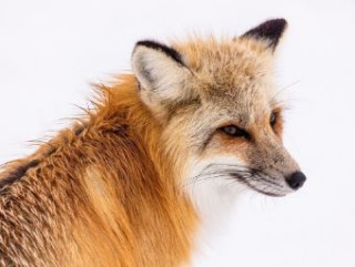 Spel/speelgoed Rotfuchs - 1.000 Teile (Puzzle) 