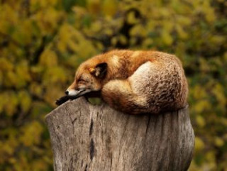 Spel/speelgoed Fuchs auf Baumstumpf - 500 Teile (Puzzle) 
