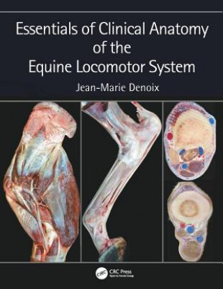 Книга Essentials of Clinical Anatomy of the Equine Locomotor System Jean-Marie Denoix