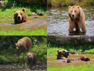 Igra/Igrača Collage Braunbär - 500 Teile (Puzzle) 