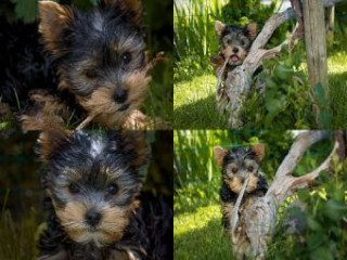 Hra/Hračka Collage Yorkshire Terrier - 500 Teile (Puzzle) 