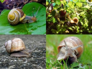 Igra/Igračka Collage Schnecke - 1.000 Teile (Puzzle) 