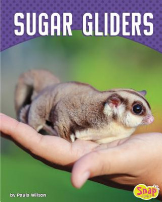 Kniha Sugar Gliders Paula M Wilson