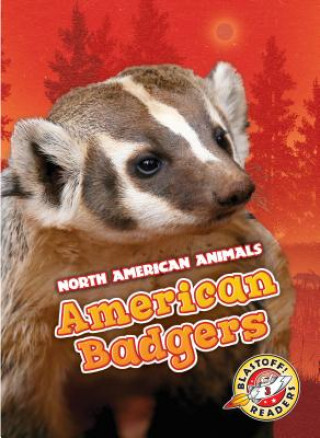 Kniha American Badgers Rebecca Sabelko