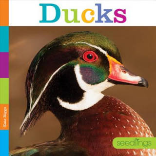 Knjiga Ducks Kate Riggs