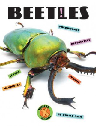 Carte Beetles Ashley Gish