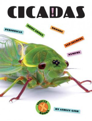 Knjiga Cicadas Ashley Gish