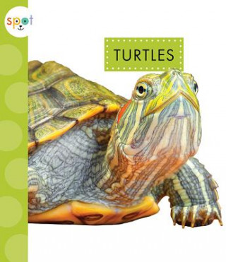 Kniha Turtles Mari C Schuh
