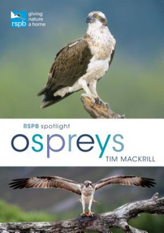Kniha RSPB Spotlight Ospreys Tim Mackrill